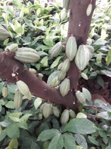 Seaweed Dry tested on Cocoa at Barekese near Kumasi.Ashanti region